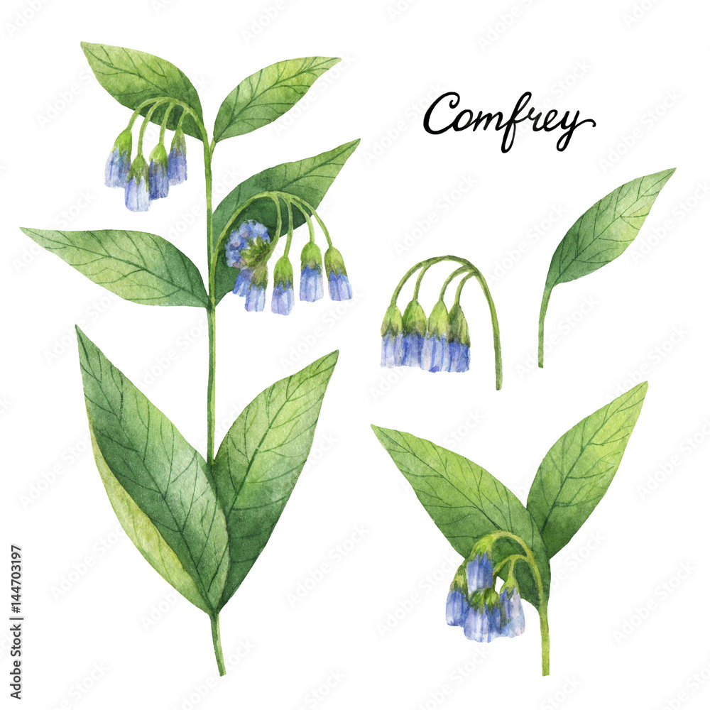 Comfrey的手绘水彩植物插图。