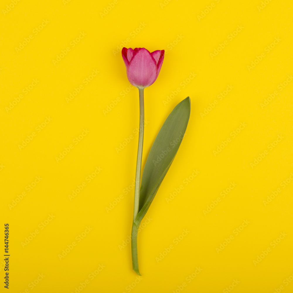 Beautiful tulip on yellow paper, top view