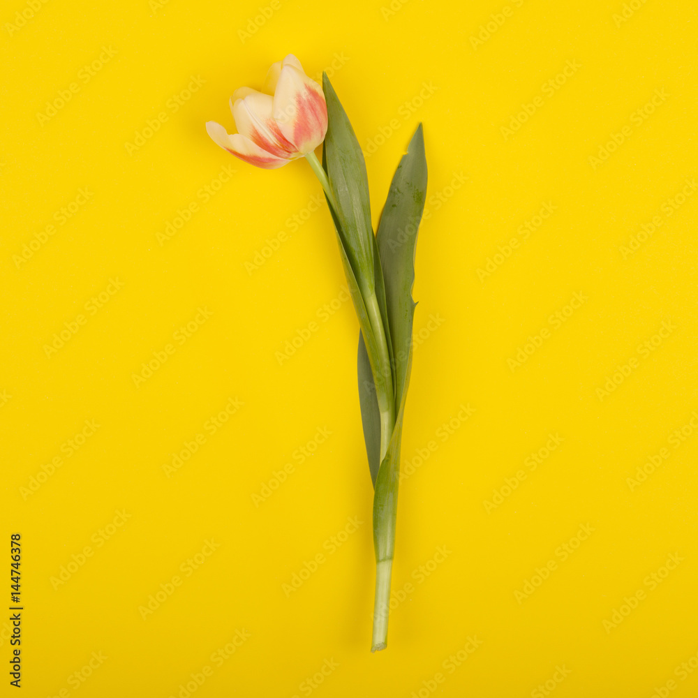 Beautiful tulip on yellow paper, top view