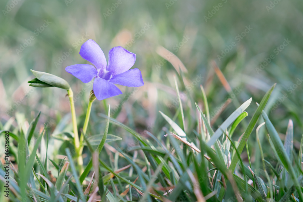 长春花