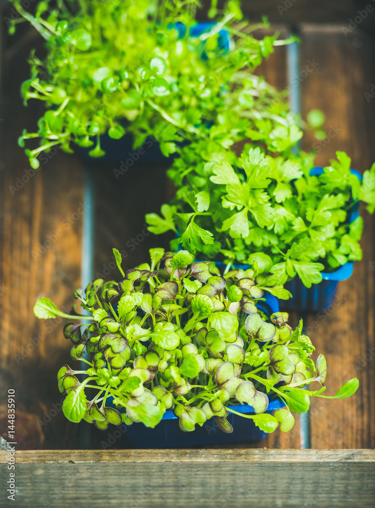 Radish kress, water kress and coriander sprouts in blue plastic pots on wooden tray background, top 