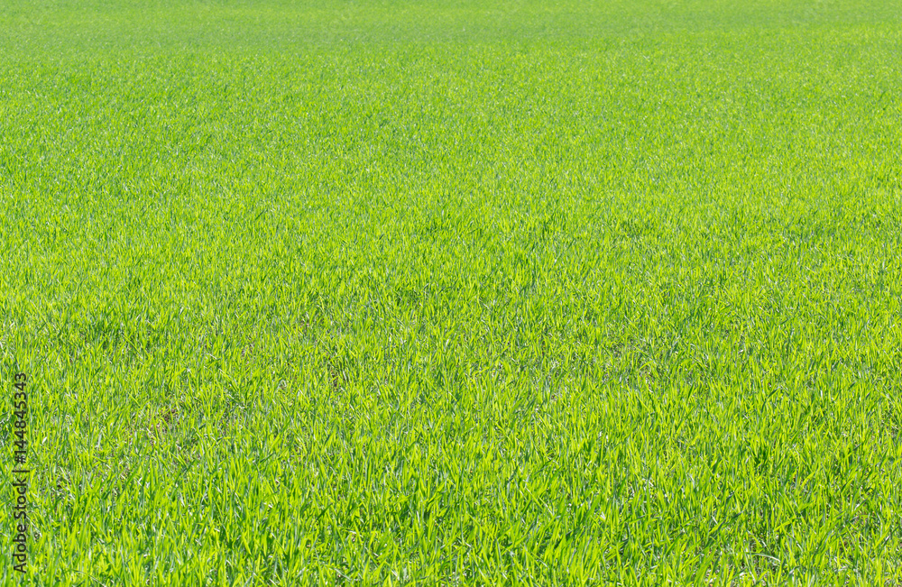 Ackerbau und Landwirtschaft (Hintergrund bzw. zur individuellen Verwendung)