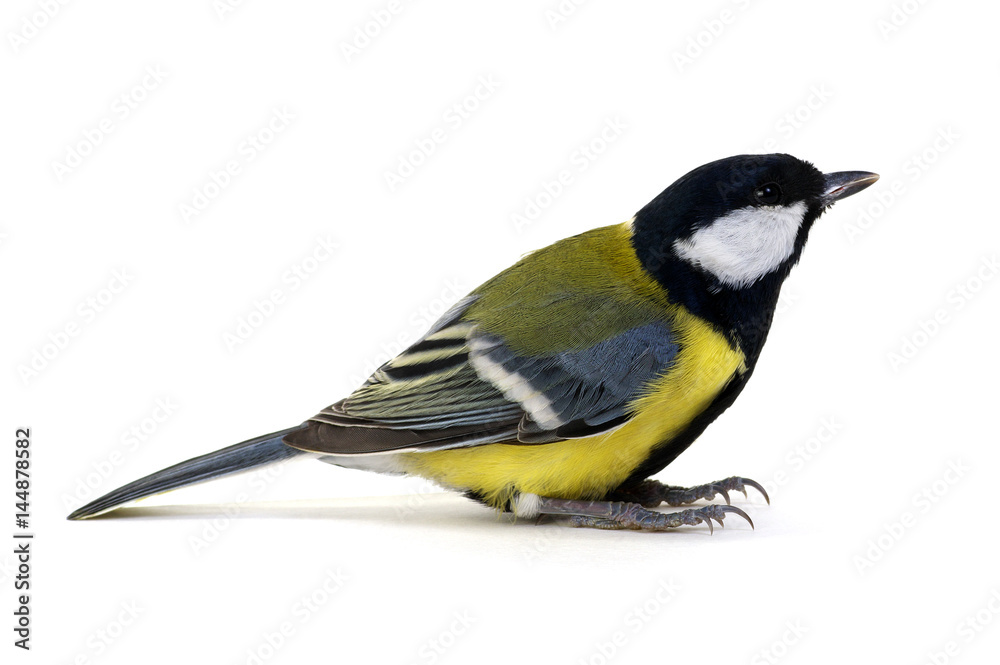 great tit, Parus major