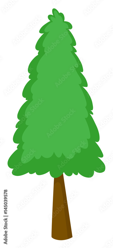 Single pine tree on white background