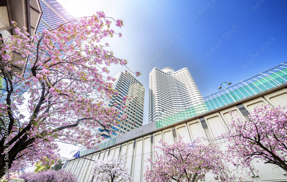 東京の桜