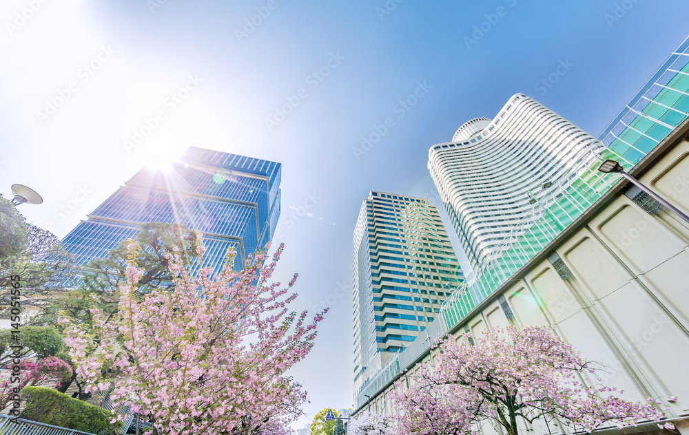 東京の桜