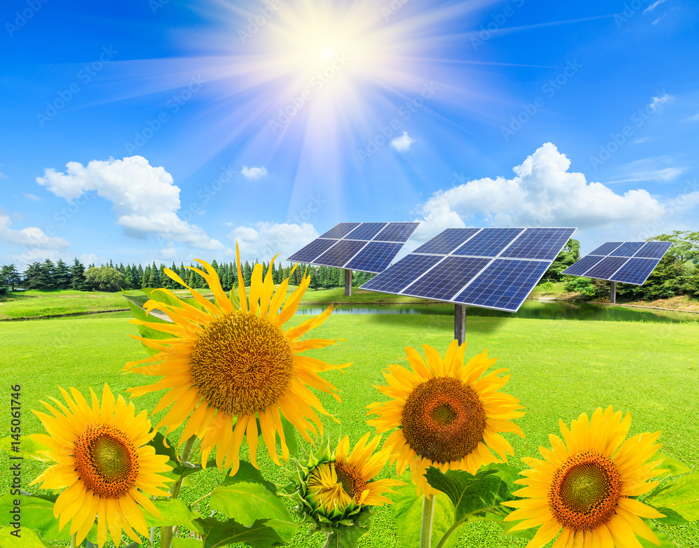 Solar panels and sunflowers on green field