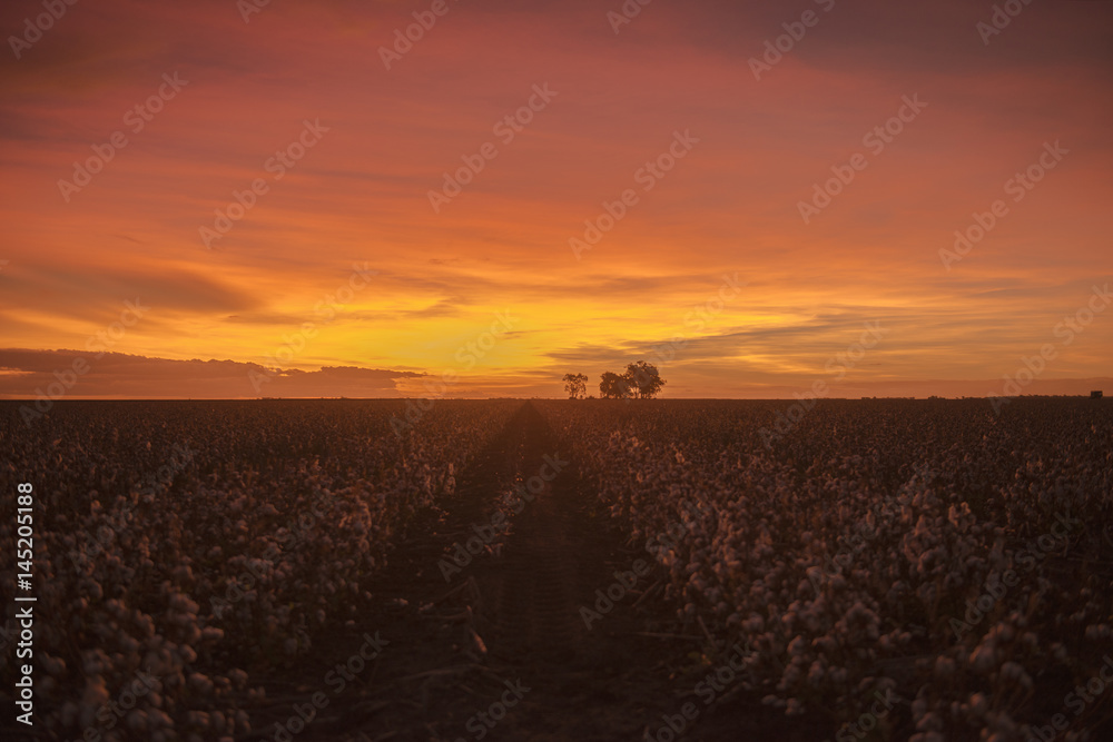 Fields on cotton ready for harvesting in Oakey, Queensland