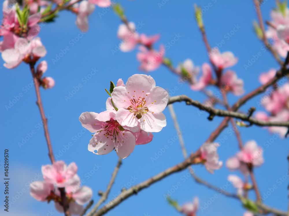 Spring branches with beautiful pink flowers against the blue sky. Blossoming peach tree in the sunny