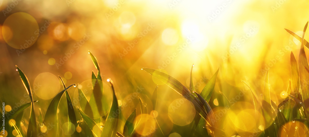 Gold sunlight illumining blades of grass, a closeup with lots of nice bokeh and backlight