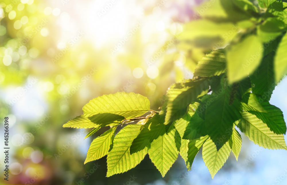 Green leaves on a branch with the sun in the background, shallow focus for pleasant  bokeh and copy 