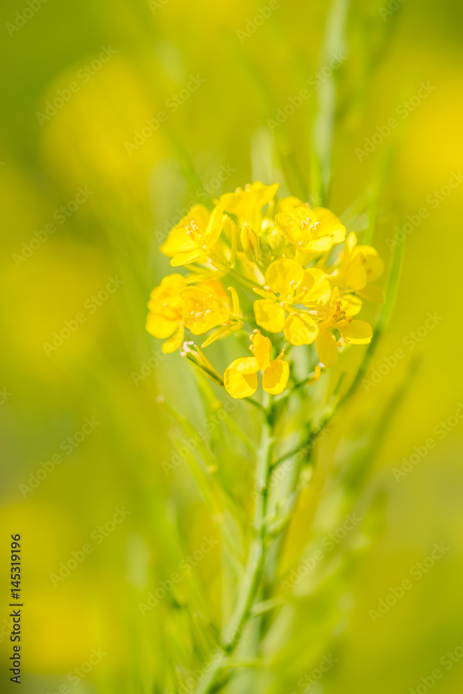 河川敷の菜の花