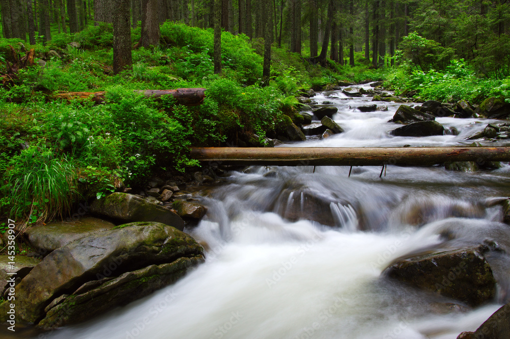 River in the woods