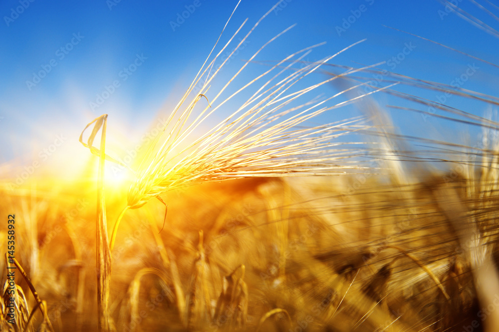 Golden wheat close up