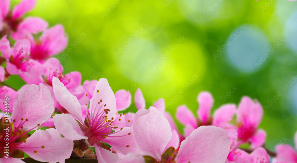 Spring blossom with soft blur background