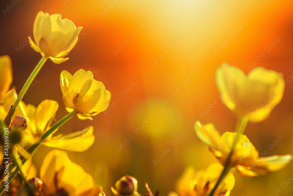 field of spring flowers