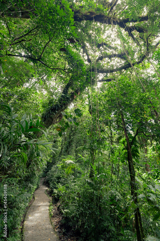 Stone path in rainforest Monteverde Costa Rica