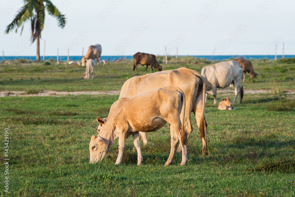 cows grazing in the green meadow