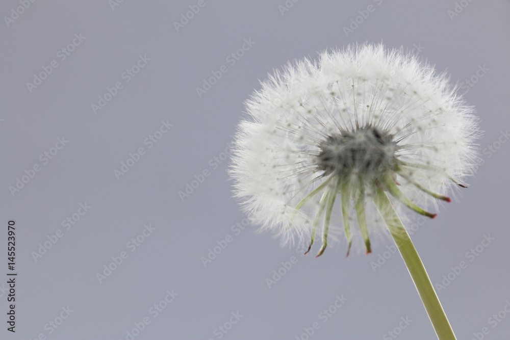 灰色蓬松蒲公英泡芙