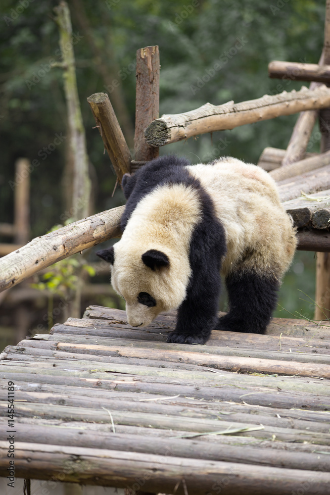 lovely giant panda in zoo