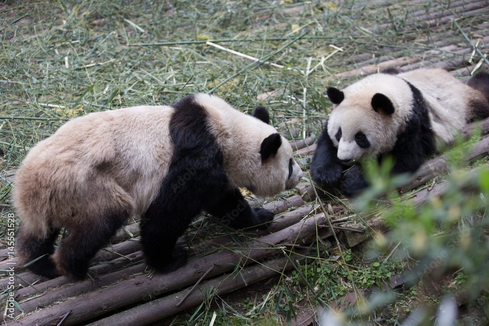 lovely giant panda in zoo