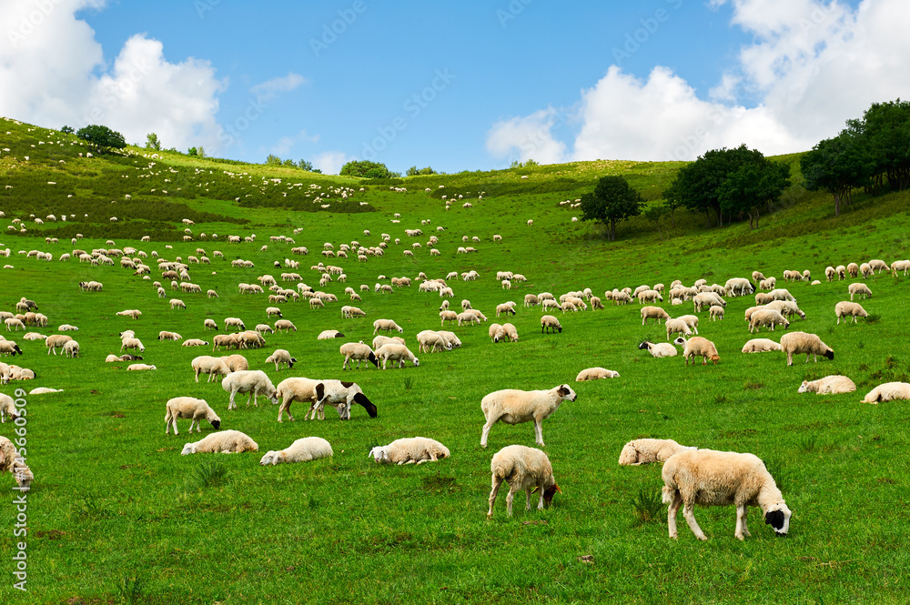 The flock of sheep or goats