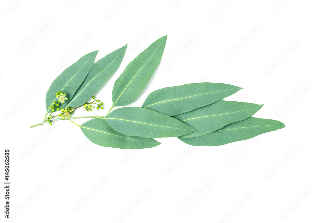 close up Eucalyptus leaves with flower on white background