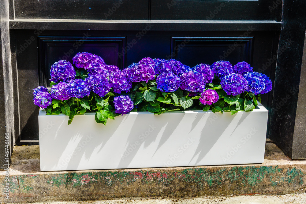 A bed of flowers on a background of Philadelphia street