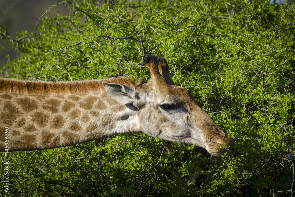 南非长颈鹿或开普长颈鹿（Giraffa Giraffa）饮酒。夸祖鲁-纳塔尔。南非