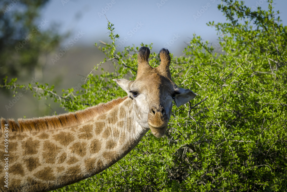 南非长颈鹿或开普长颈鹿（Giraffa Giraffa）喂食。夸祖鲁-纳塔尔。南非