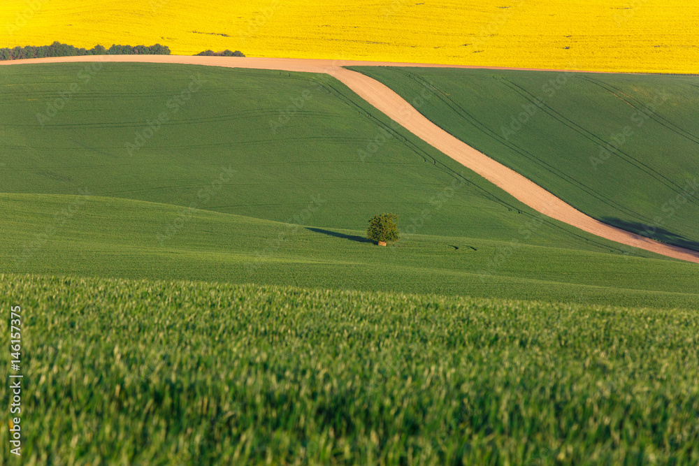 Agricultural land with fresh crops