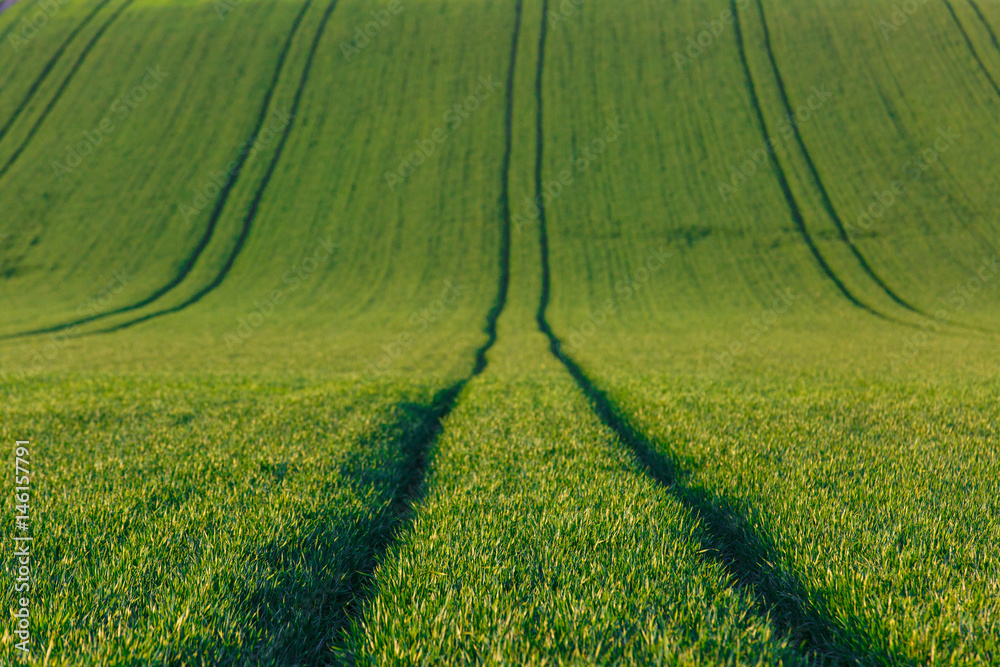 Agricultural land with fresh crops