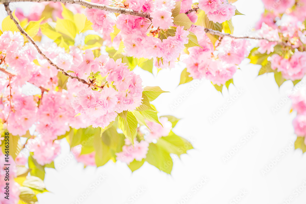 桜