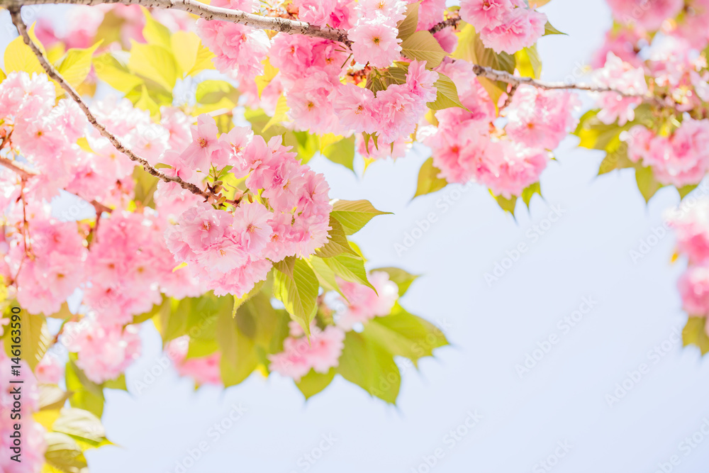 桜