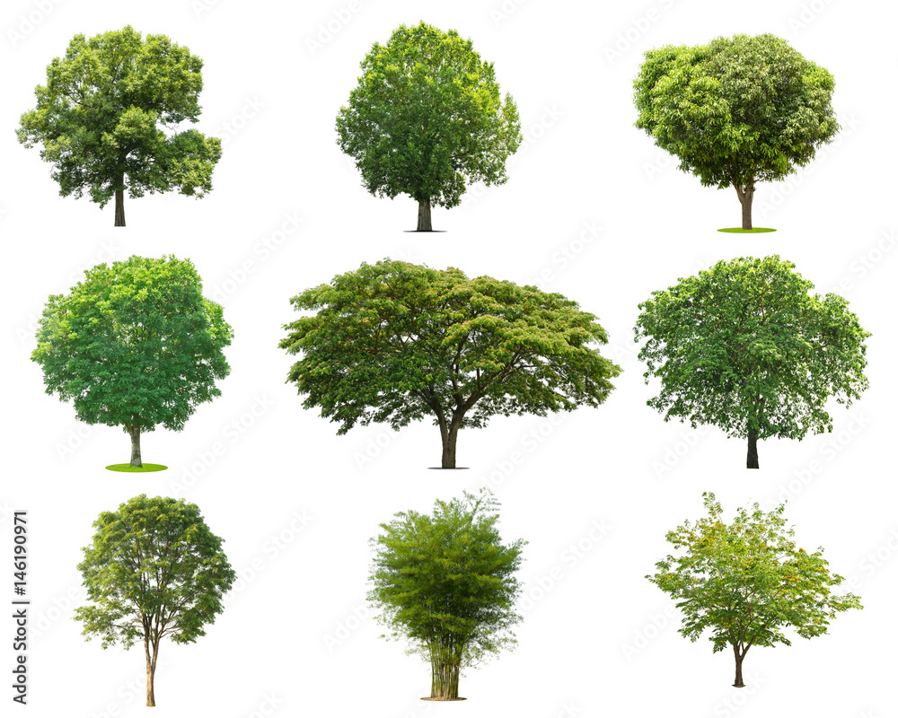 collections green tree isolated. green tree isolated on white background.