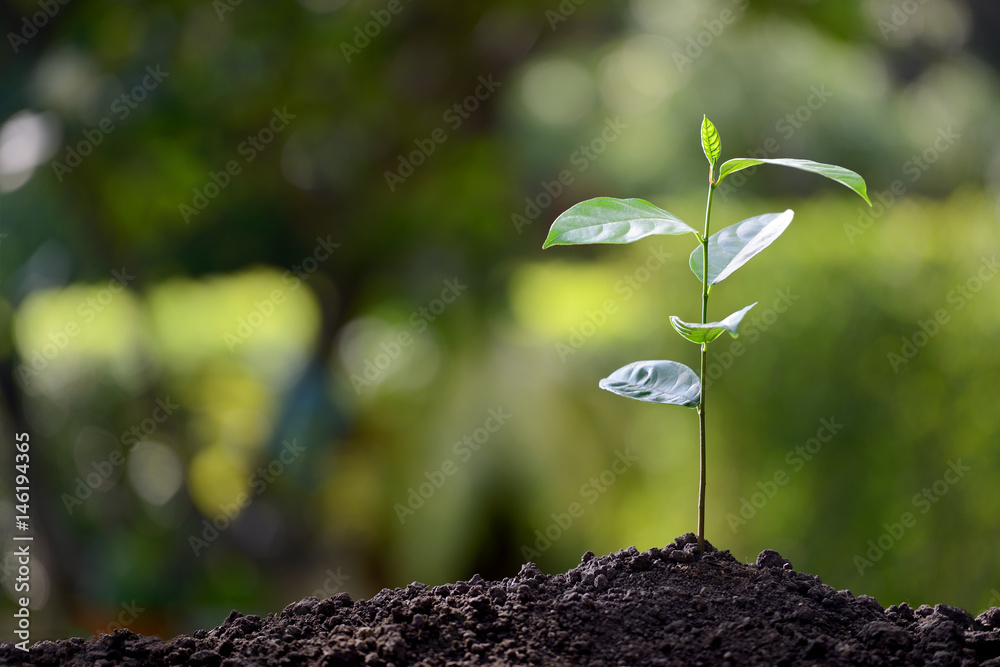 Young plant in the morning light on nature background