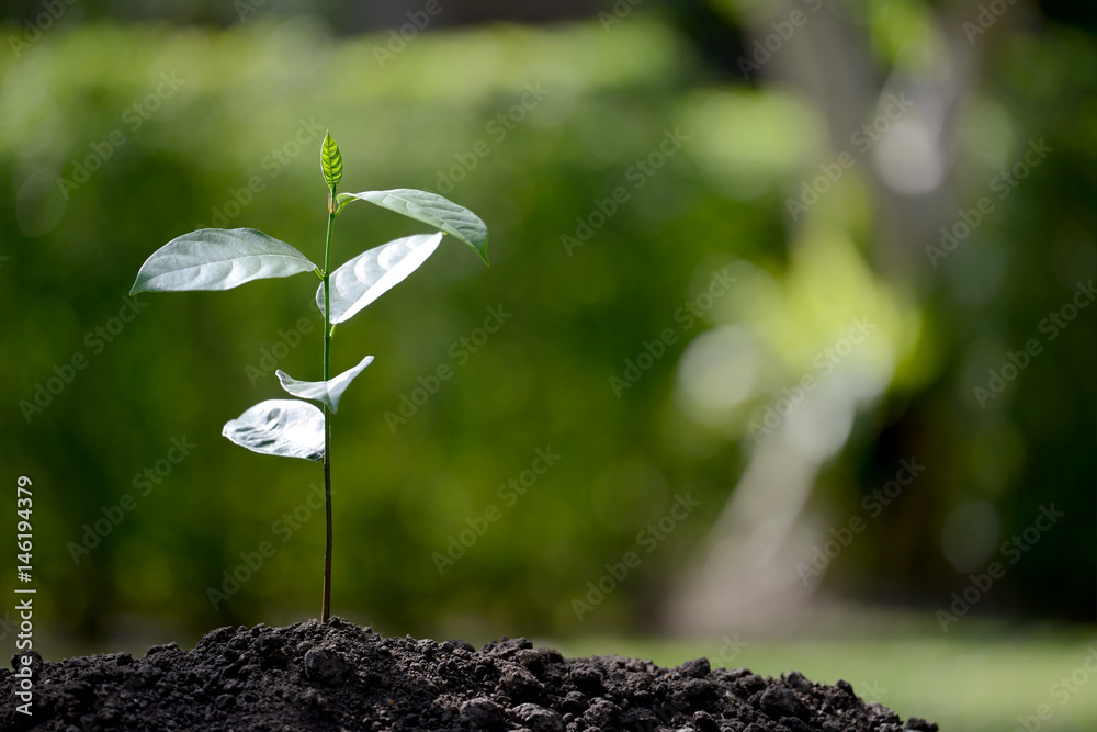 Young plant in the morning light on nature background