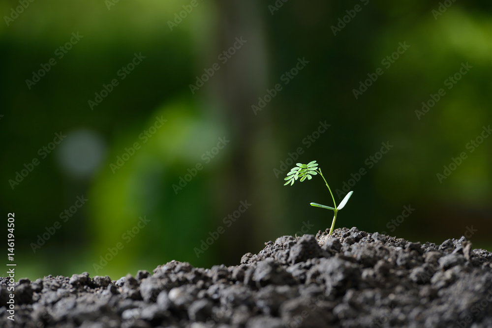 自然背景下晨光中的年轻植物