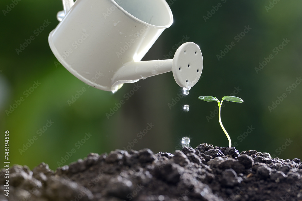 Sprout watered from a watering can on nature background