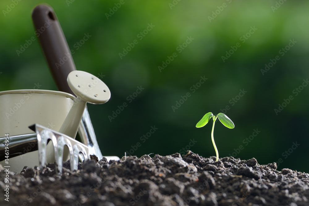 Young plant and garden equipments in the morning light