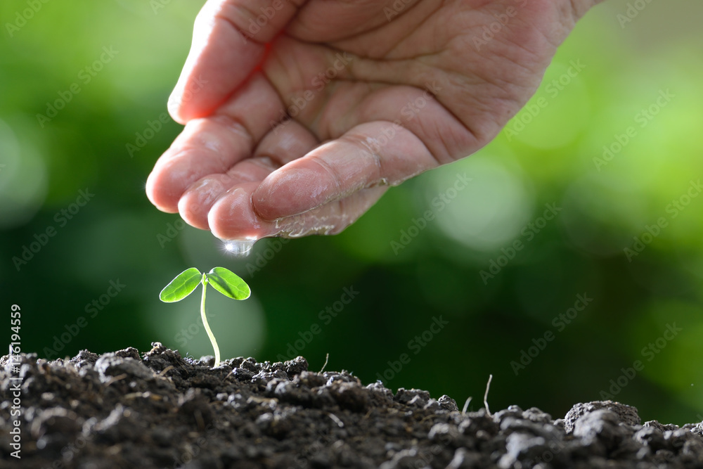 Farmers hand watering a young plant on nature background