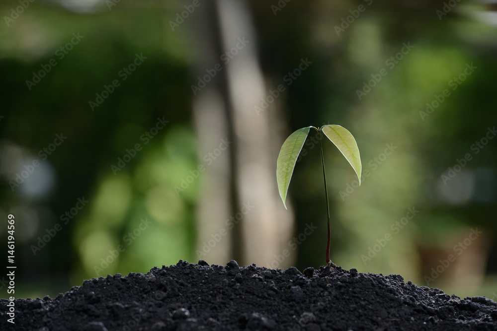 Young plant in the morning light on nature background