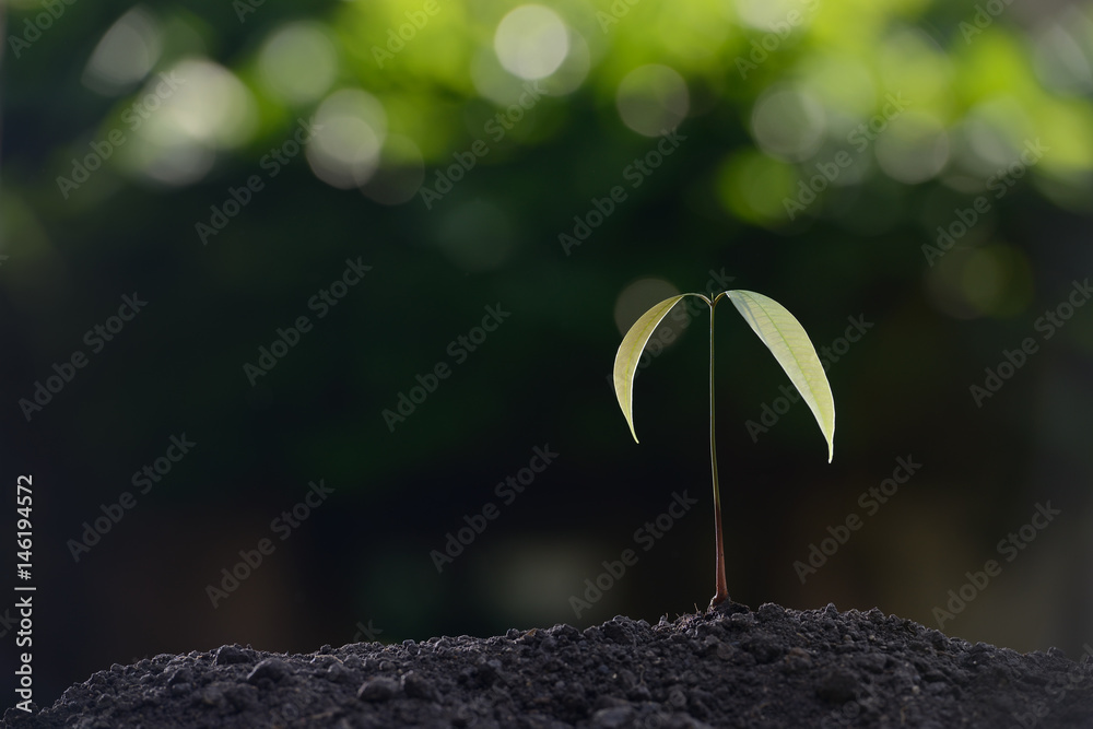 Young plant in the morning light on nature background