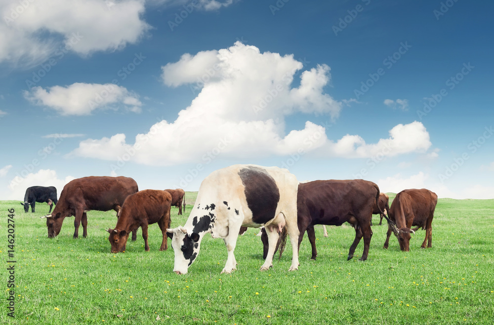 Cows on the farm field. Beautiful natural composition