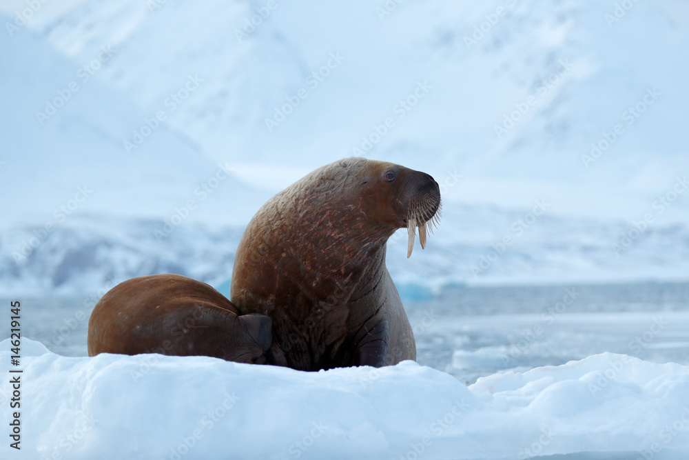 Walrus, Odobenus rosmarus, stick out from blue water on white ice with snow, Svalbard, Norway. Mothe