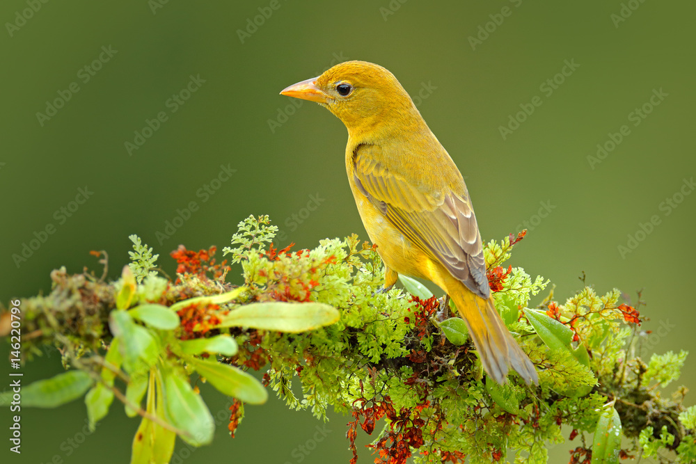 橙色鸟的雌性火焰色的Tanager，Piranga bidentata。Tanager坐在美丽的苔藓上br