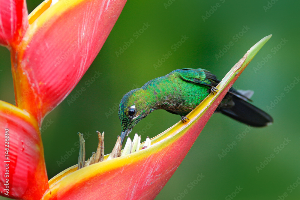 Green-crowned Brilliant, Heliodoxa jacula, with beautiful red flower. Bird sucking nectar. Wildlife 