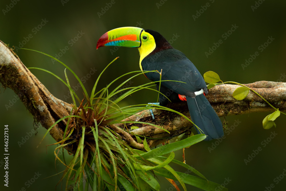 Toucan