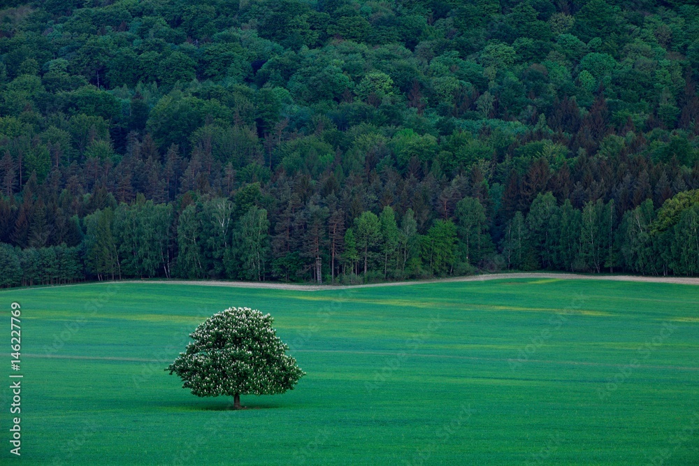 Solitary chestnut tree, with white bloom flower, in the meadow, with dark forest in background