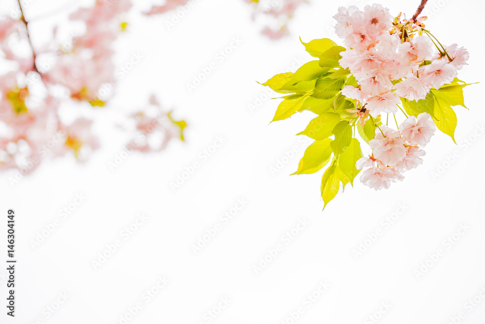 桜